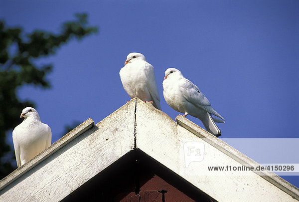 Weiße Tauben sitzten auf Dach