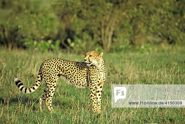 Gepard ( Acinonyx jubatus ) - Masai Mara - Kenia