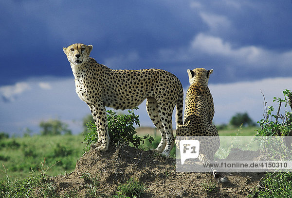 Zwei Geparde ( Acinonyx jubatus ) halten Ausschau Masai Mara Kenia