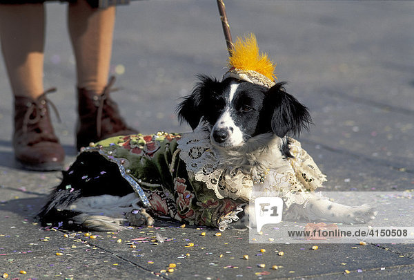 Verkleideter Hund Karneval Venedig