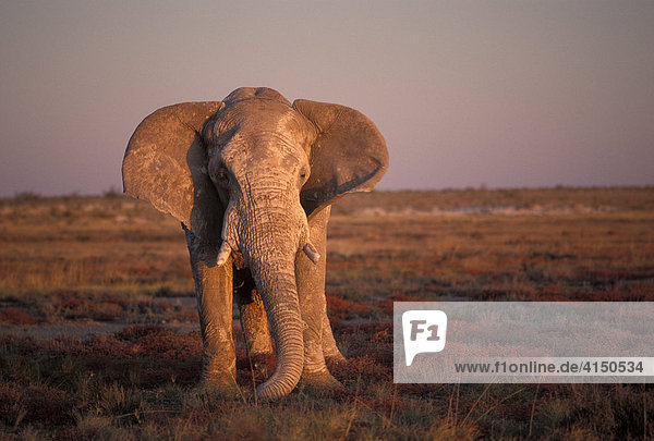 Alter Elefantenbulle im Abendlicht ( Loxodonta africana ) - Etosha Nationalpark - Namibia