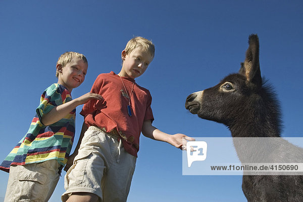 Zwei Jungen  sechs und acht Jahre  wollen einen jungen Esel streicheln