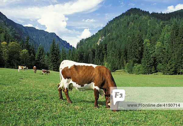 Cow on the meadow Heutal Salzburger Land Austria