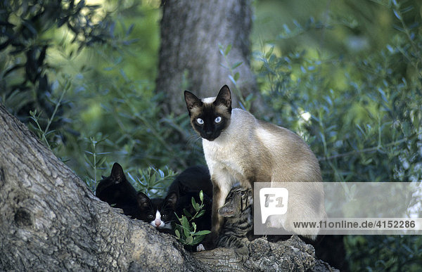 Siamkatze  weiblich mit Jungtieren auf Baum