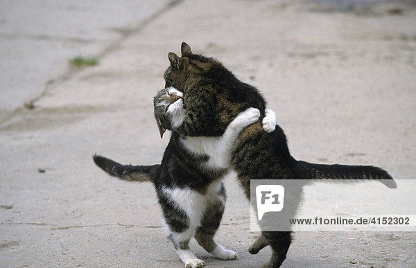 Hauskatzen  zwei Kater. kämpfend
