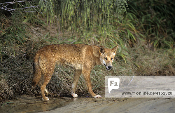 Dingo  stehend  Frazer Island  Queensland  Australien