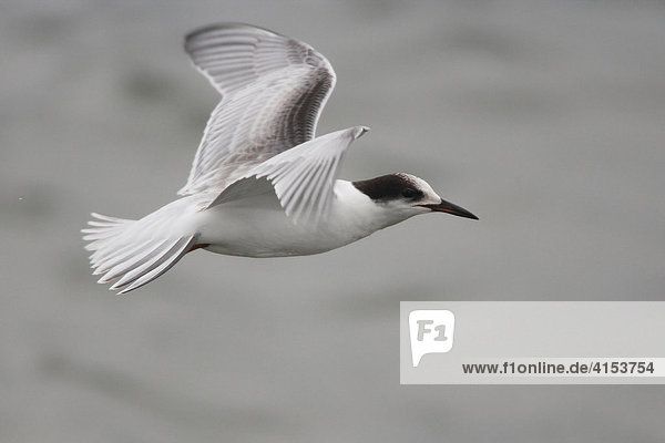 Young common tern (Sterna hirundo) flying