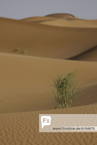 Büsche in Sanddünen. Erg Chebbi Marokko
