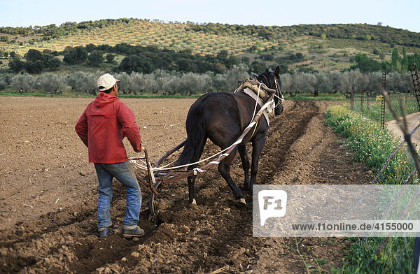 Farmer steering a horse-drawn plow  Sierra Morena  Jaen Province  Andalusia  Spain