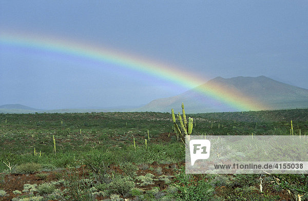 Regenbogen in Wüste bei San Ignacio  Baja California Sur  Mexiko