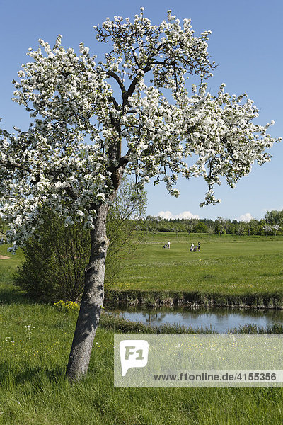Blühender Apfelbaum am Golfplatz Maria Bildhausen  Rhön  Unterfranken  Bayern  Deutschland  Europa