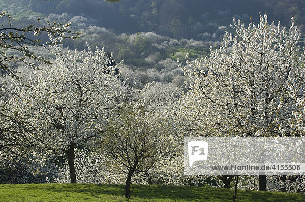 Blühende Kirschbäume  Deutschland
