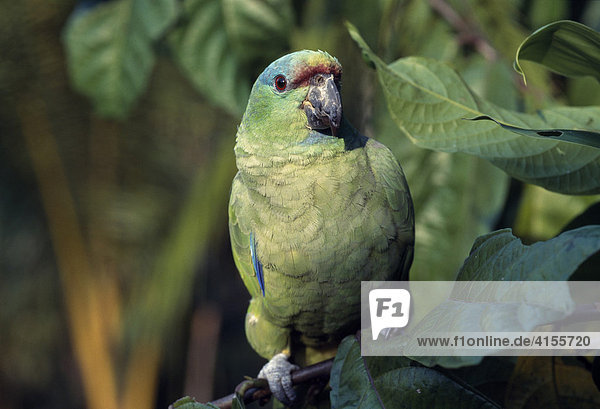 Blaubartamazone (Amazona festiva) Río Negro Bundesstaat Amazonas Brasilien Südamerika