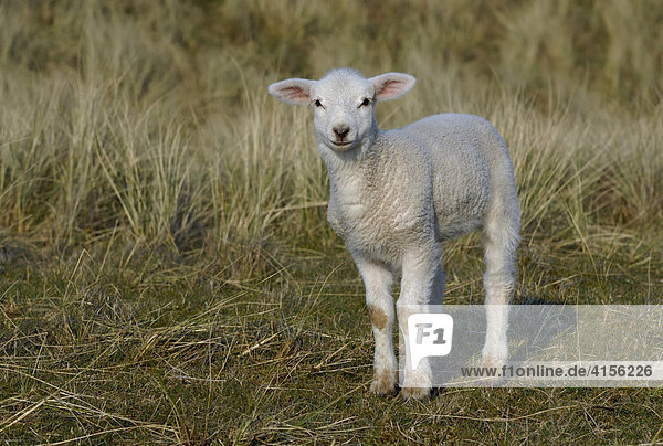 Domestic lamb (Ovis orientalis aries)
