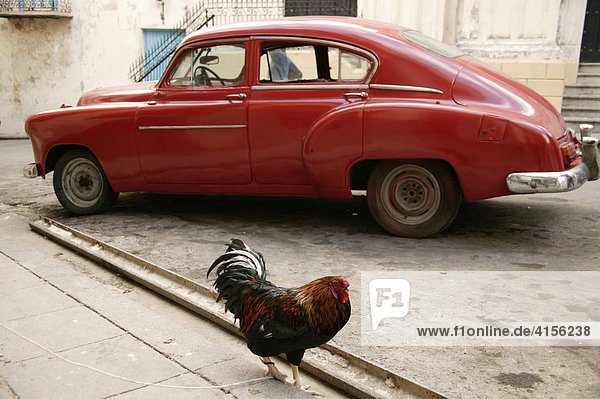 Rooster standing in front of an American vintage car  Havana  Cuba  Caribbean