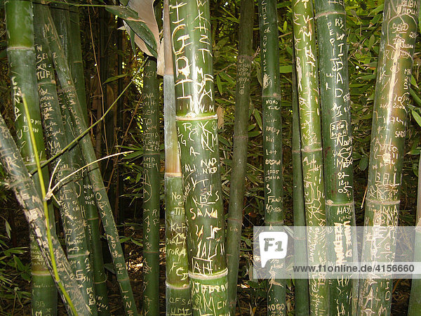 Bambus mit Erinnerungen