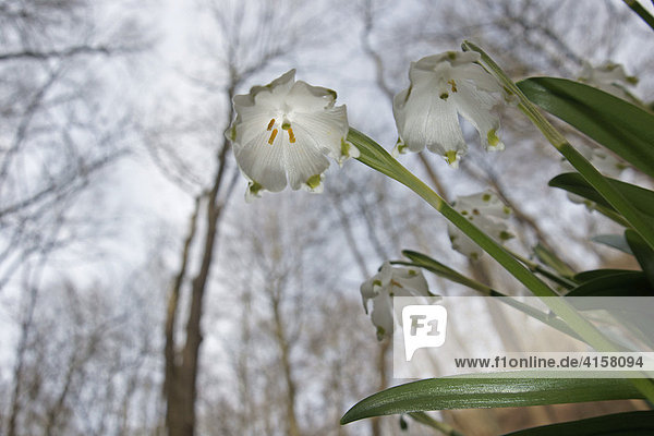 Frühlings-Knotenblume (Leucojum vernum)  auch Märzenbecher  Märzbecher oder Großes Schneeglöckchen
