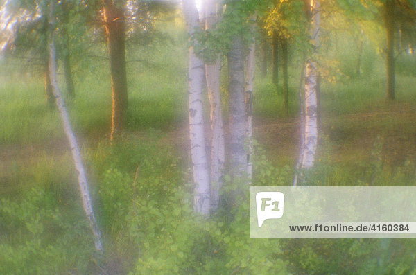 Wald im Sommer. Leningradskaja Gebiet  Russland.