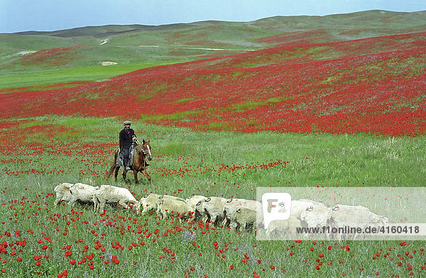 Der blühende Mohn in der Steppe. Alma-Ata Region  Kasachstan.