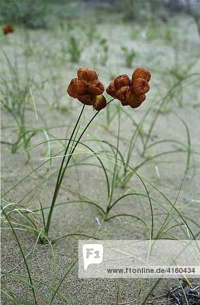 Blume im Nationalpark Altyn Emel. Aktau  Kasachstan