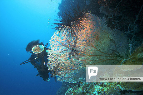 Diver swimms behind a Sea Fan with feather stars