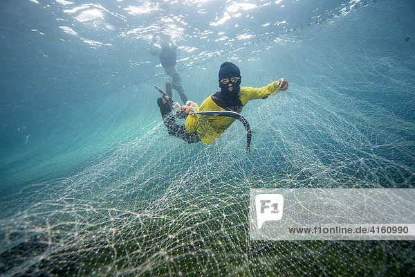 Fishermen catching Pacific needlefish with a net  Philippines
