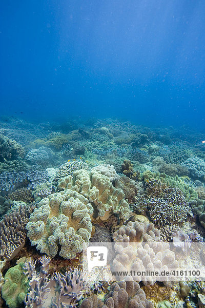 Korallenriff bewachsen mit Pilz-Lederkorallen Sarcophyton trochelioporum  Philippinen  Pazifischer Ozean