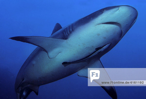 Gray reef shark Carcharhinus amblyrhynchos  Maledives  Indian Ocean
