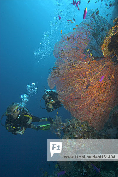 Taucher im Riff hinter einer Gorgonie  Philippinen