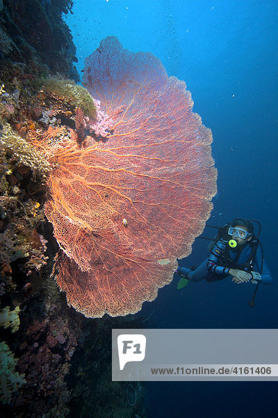 Taucher schwimmen hinter einer fächerförmigen Gorgonie (Scleraxonia)  Philippinen