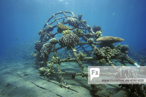 Korallenaufzucht  Indonesien