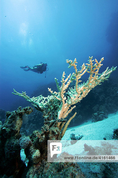 Diver behind a stony coral (Acropora hyacinthus)