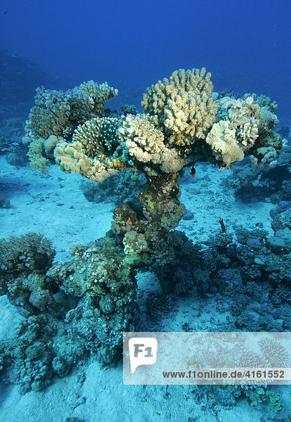 Korallenlandschaft im Roten Meer  Ägypten