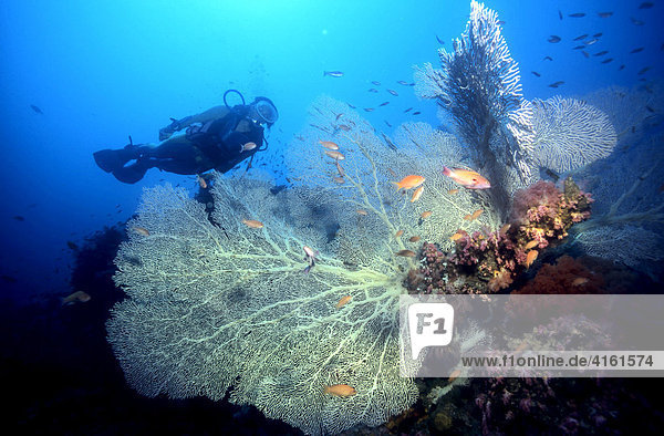 Taucher schwimmt hinter einer grossen Gorgonie (Scleraxonia)  Philippinen