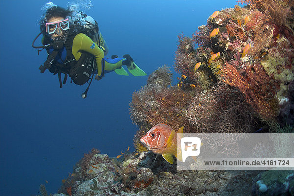 Diver observing a Giant squirrelfish (Sargocentron spiniferum)