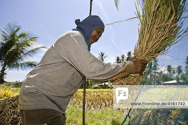 Reisernte  eine Frau drischt den Reis  Negros  Philippinen