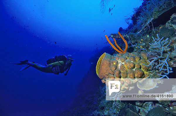 Diver in a coral reef behind a giant barrel sponge  Xestospongia testudinaria.