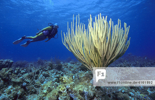 Taucher schwimmt hinter einer grossen Weichkoralle  Karibik.