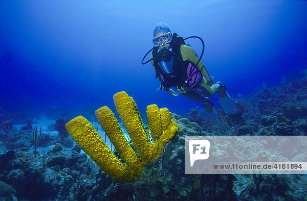 Diver looks at a yellow tube sponge.