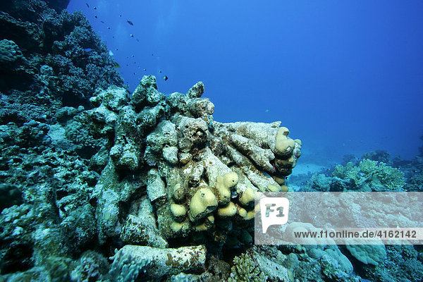Dead coral reefs  destroyed corals  caused by waves.
