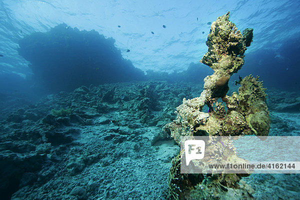 Dead coral reefs  destroyed corals  caused by waves.