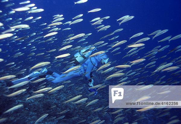 Diver is swimming with sardines Turkey Mediterranean Sea.