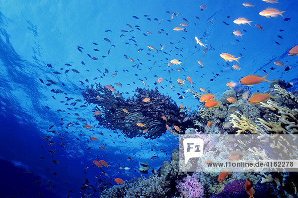 Korallenriff mit einer Tellerkoralle und Feuerkorallen  Ägypten  Rotes Meer.