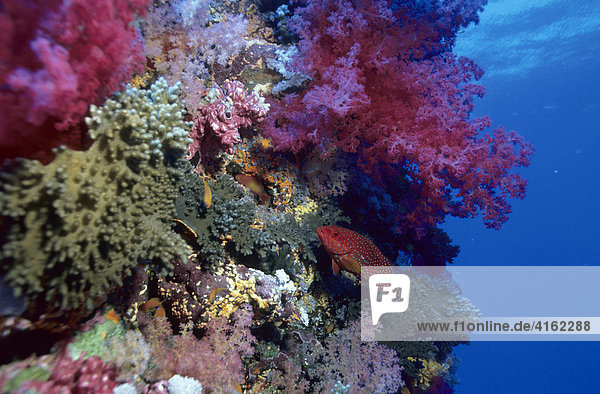 Juwelenzackenbarsch  Cephalopholis miniata im farbenprächtigen Koralleriff.
