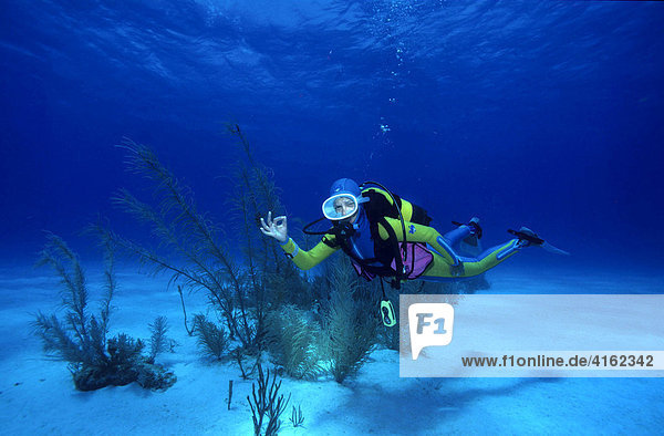Underwater sign language everything o.k.   the Caribbean..