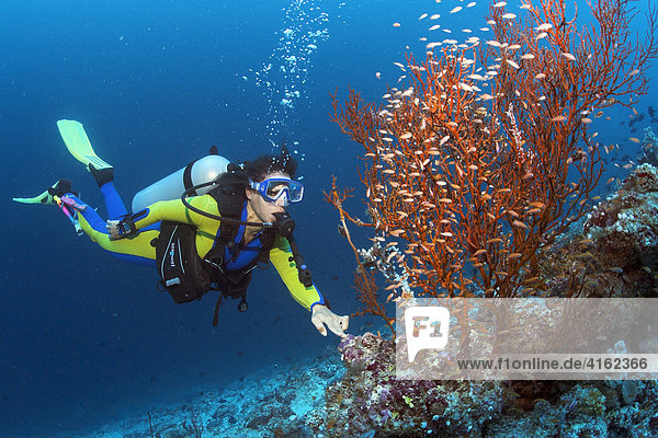 Diver touches a coral.  MALEDIVEN