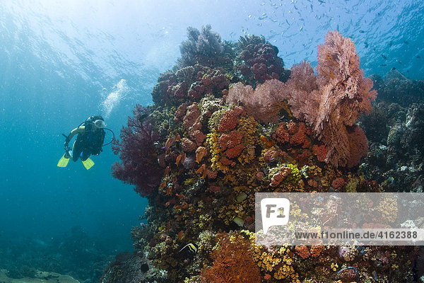 Taucher schwimmt im farbenprächtigen Riff hinter einer Gorgonie  Indonesien.
