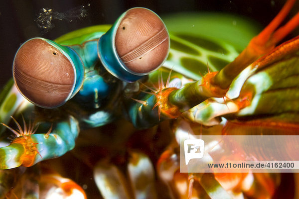 Bunter Fangschreckenkrebs, Odontodactylus scyllarus.