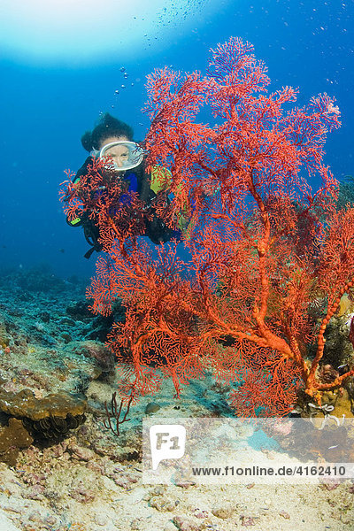 Korallenriff in Indonesien.