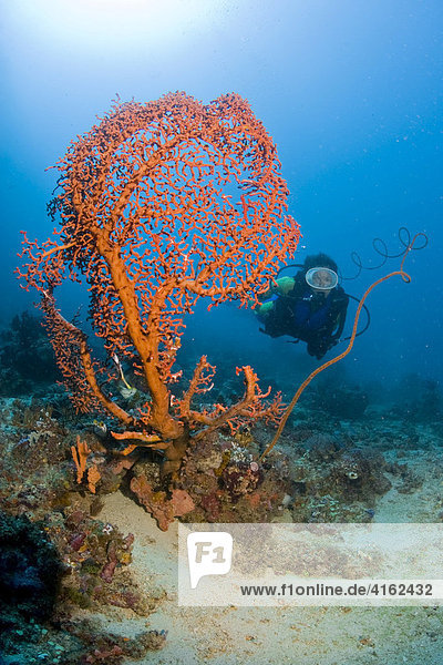 Ein Taucher im Korallenriff hinter einer Gorgonie  Indonesien.